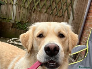 Golden Retriever dogs Golden Retriever Puppies for Sale - Advert 1