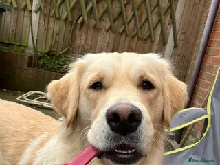 Golden Retriever dogs Golden Retriever Puppies for Sale - Advert 8