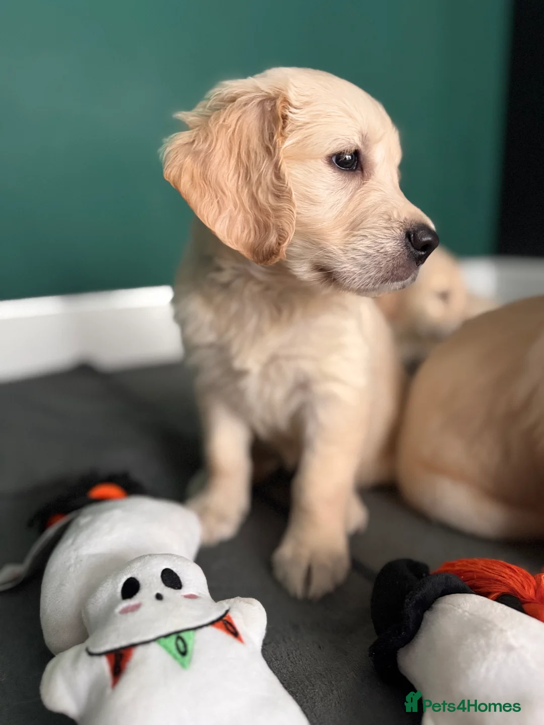 Golden Retriever dogs for sale: KC Champion Line Golden Retriever puppies💗💙 - Advert 2