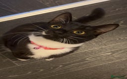 Mixed Breed cats for sale: Beautiful Tuxedo Cats (Lilith and Sage) - Advert 3