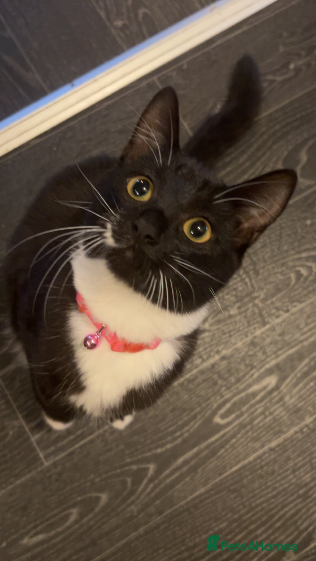 Mixed Breed cats for sale: Beautiful Tuxedo Cats (Lilith and Sage) - Advert 3