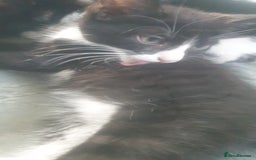 Domestic Shorthair cats for sale: Domestic kittens for sale - Image 5