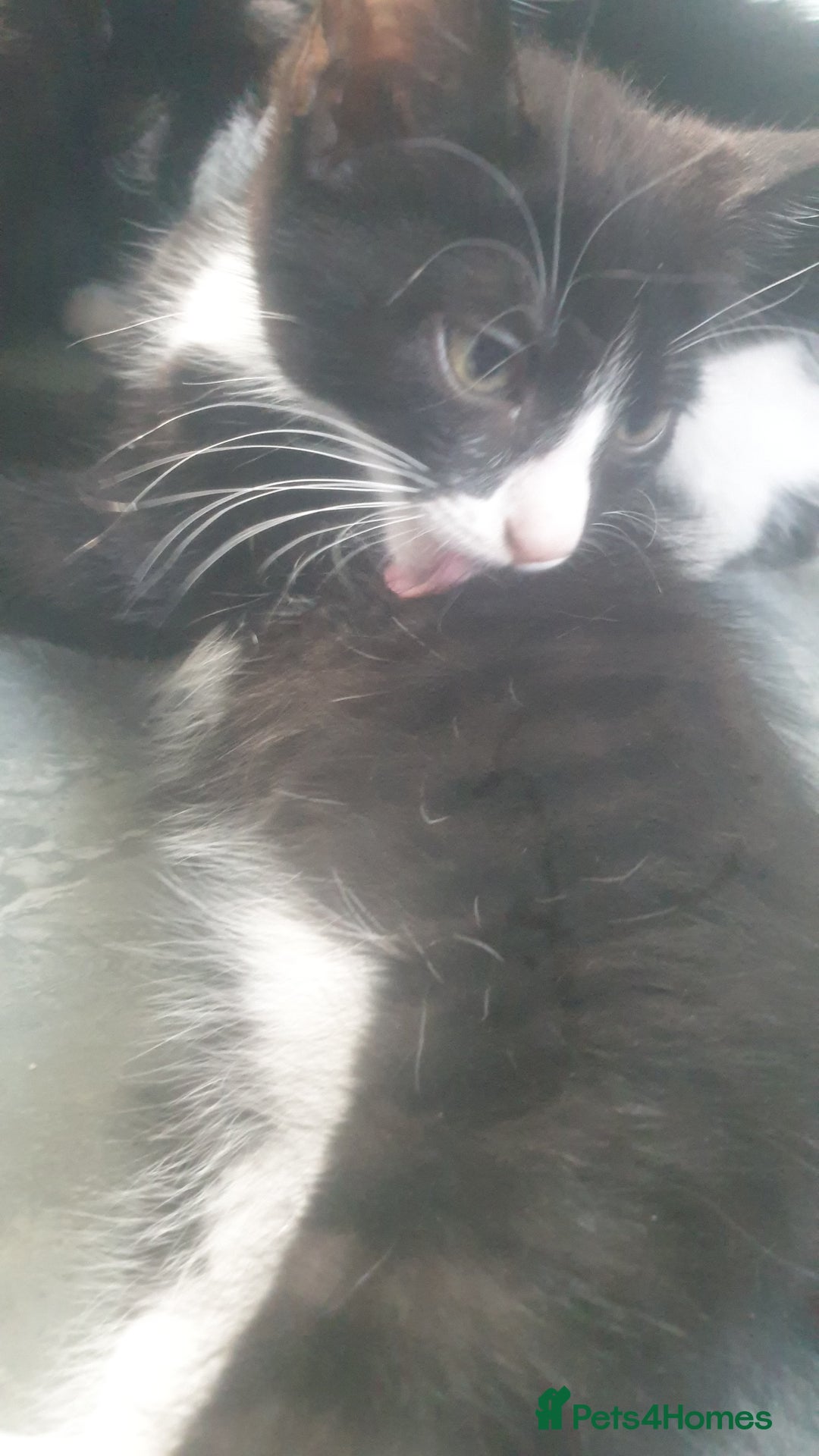 Domestic Shorthair cats for sale: Domestic kittens for sale - Image 5