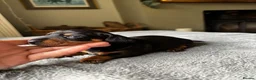 Miniature Dachshund dogs for sale: Wonderful litter of miniature dachshunds  - Advert 3