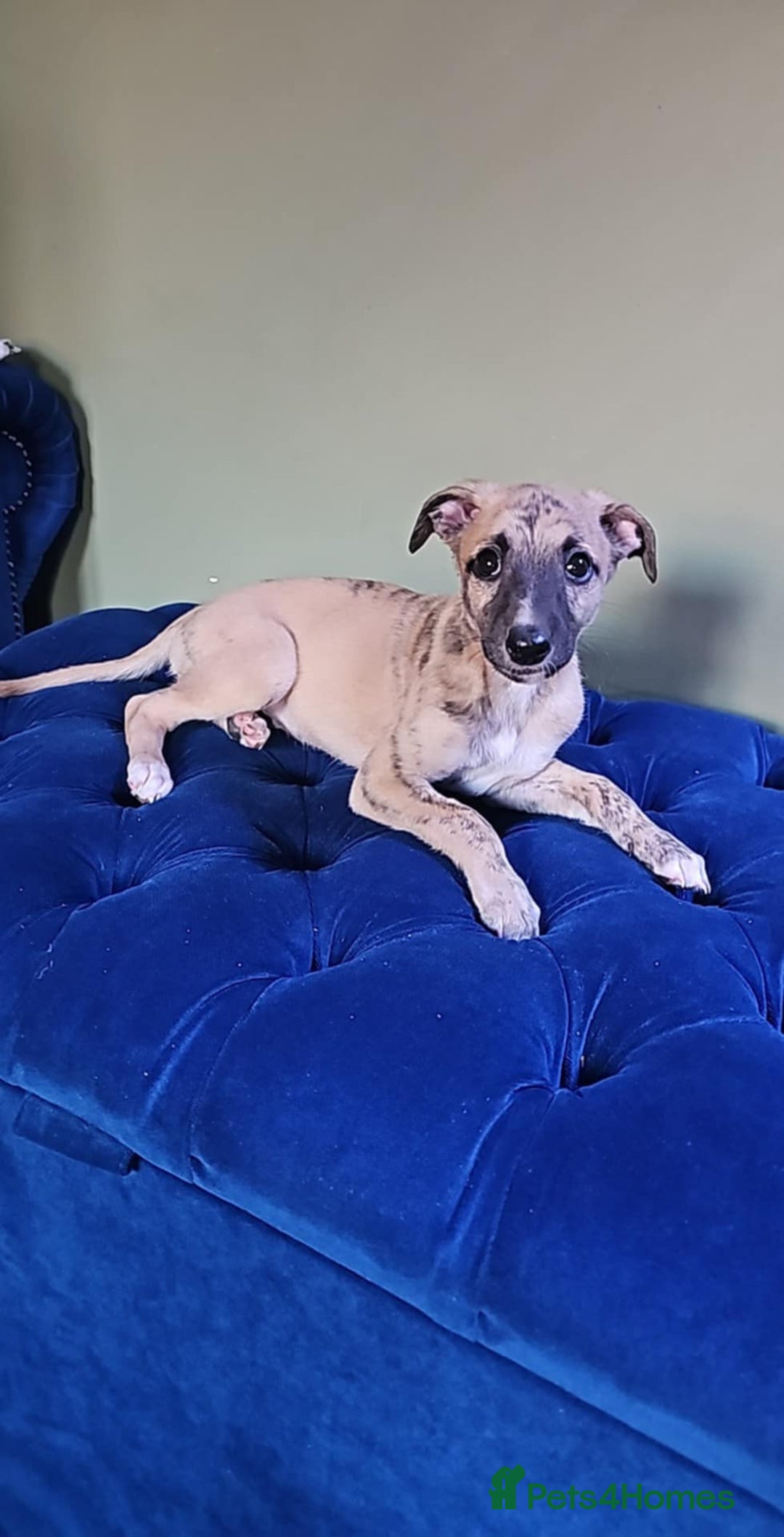 Whippet dogs for sale: Whippet puppies beautiful colours - Image 19