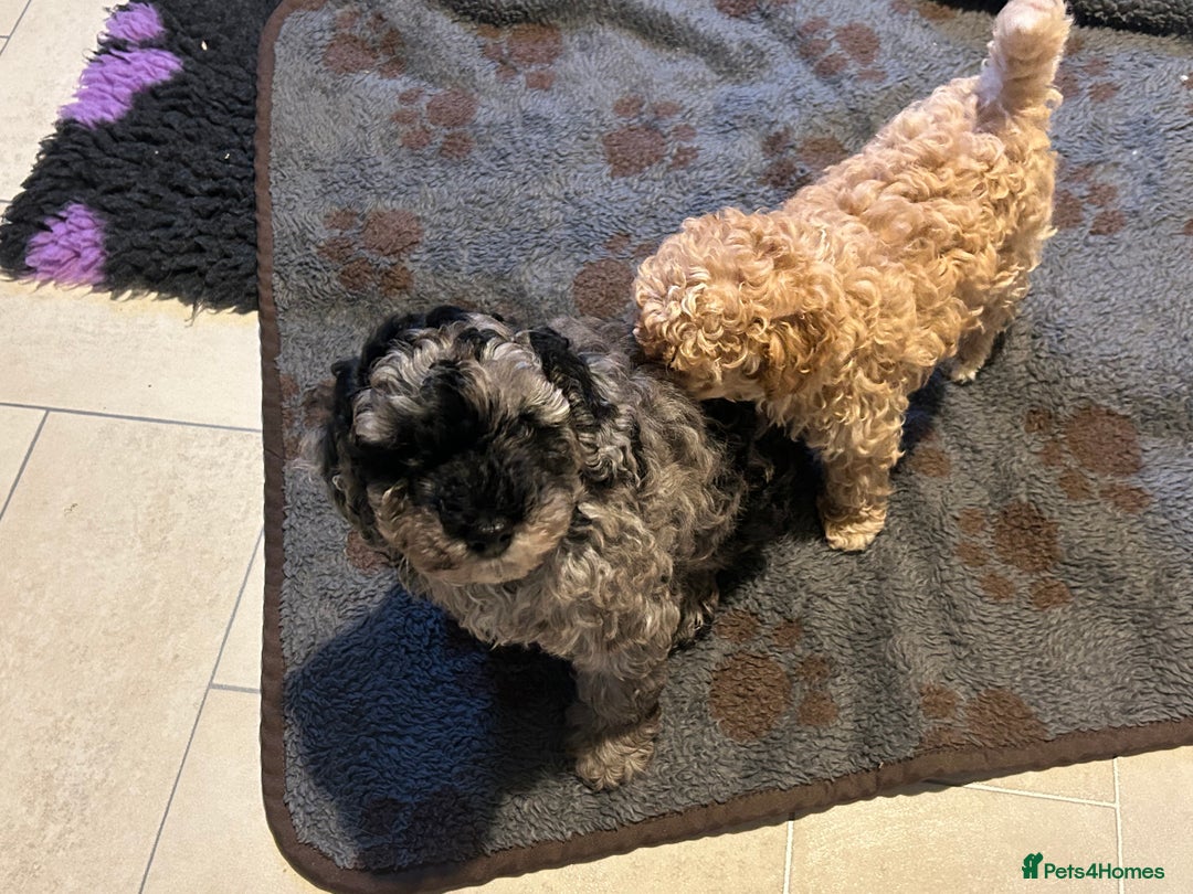 Cockapoo dogs for sale: Miniature cockapoo puppies Merle and Apricot - Image 11
