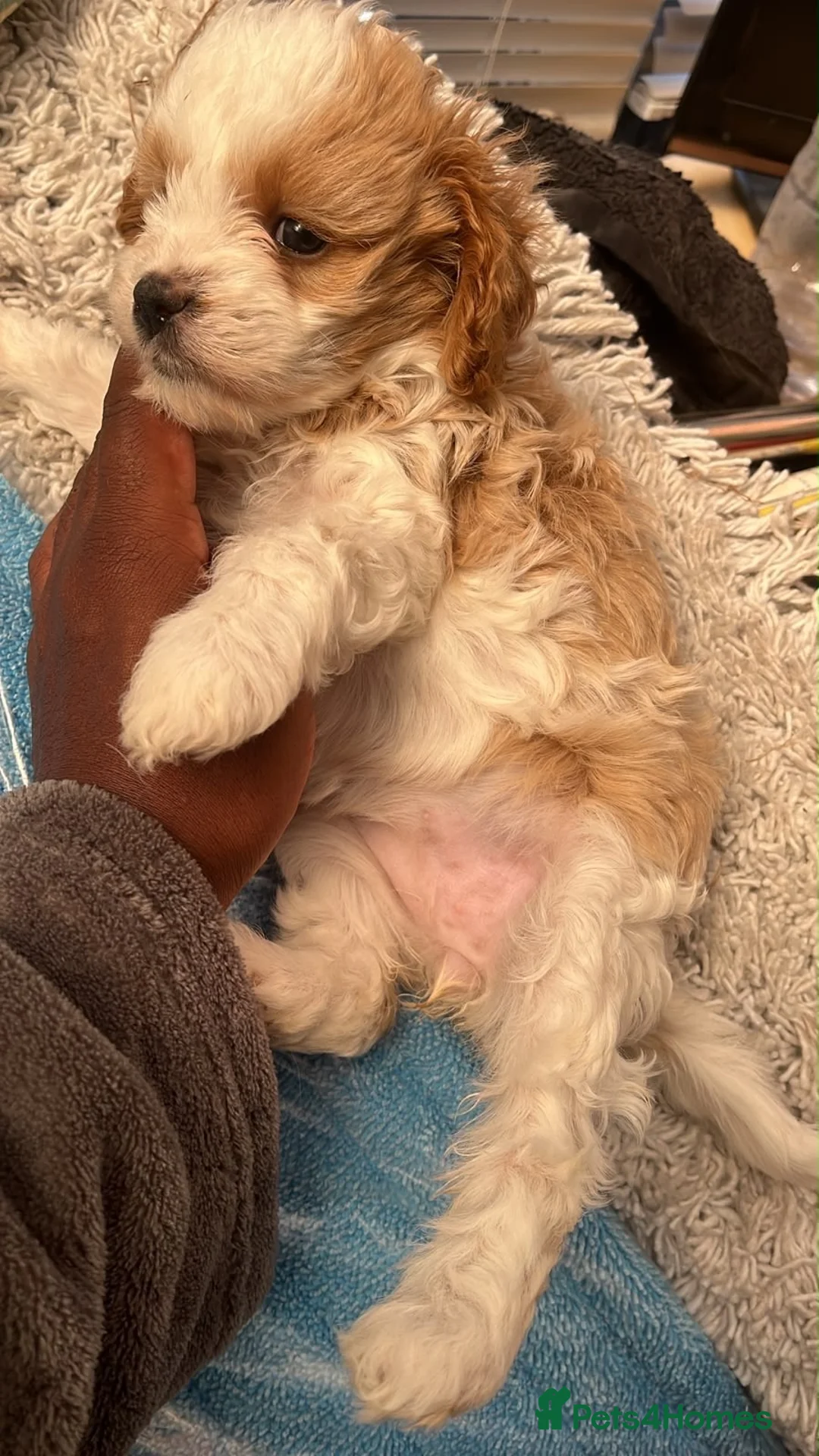 Cavapoo dogs for sale: CAVAPOO 2 females left - Advert 9