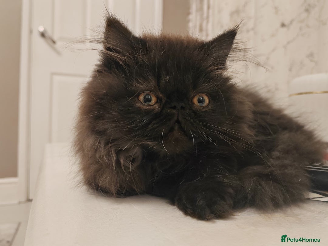 Persian cats for sale: Exotic Persian Kittens / last one baby boy in Romford - Image 10