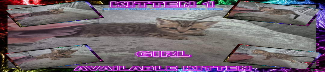 Mixed Breed Kitten 1