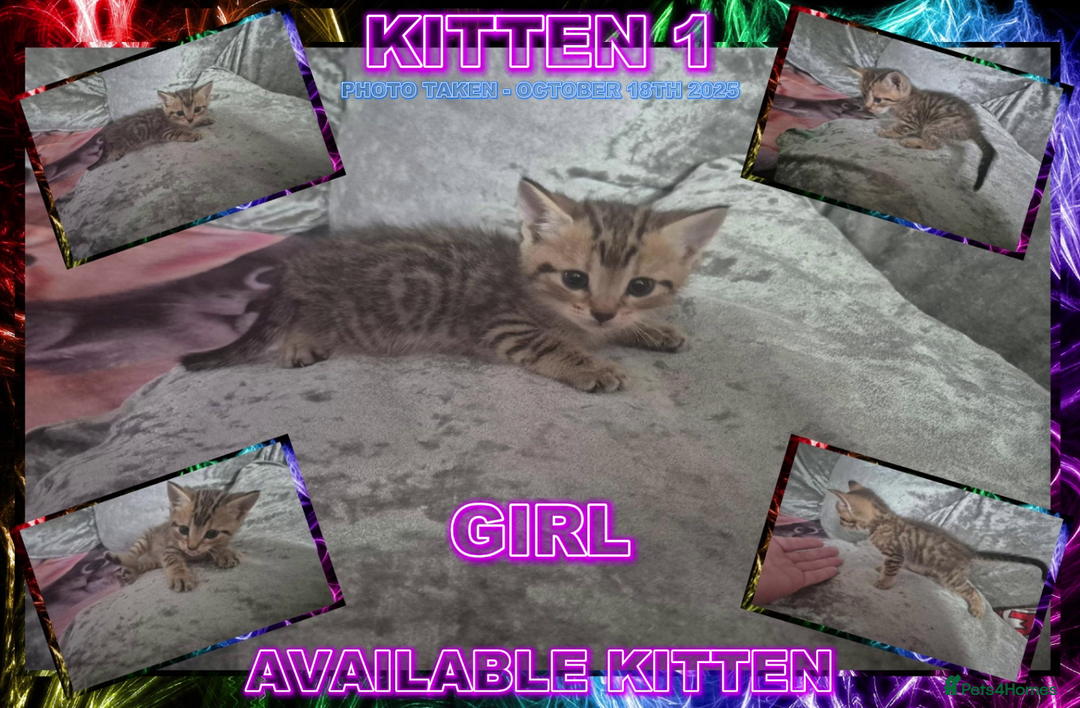 Mixed Breed cats for sale: Silver Bengal X Grey Tabby Kittens For Sale - Image 3