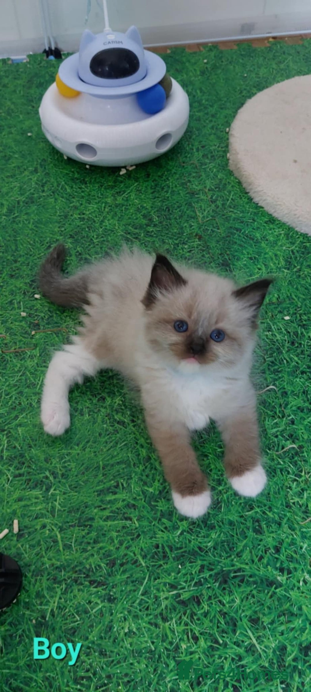 Ragdoll cats for sale: Pure ragdoll kittens for sale - Image 12