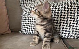 Mixed Breed cats for sale: British short hair/ragdoll mixed breed kittens  - Image 9