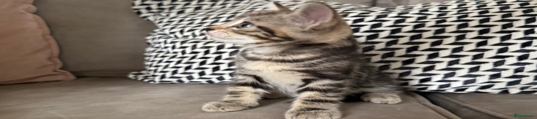 Mixed Breed Kitten 4