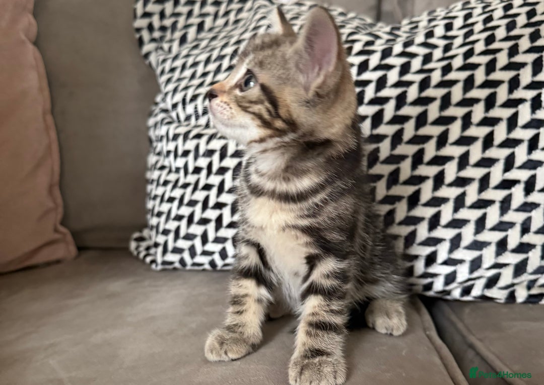 Mixed Breed cats for sale: British short hair/ragdoll mixed breed kittens  - Image 9