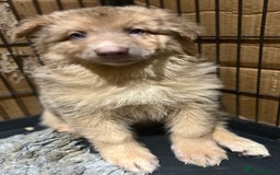 German Shepherd dogs for sale: German Shepherd Puppies Liver Isabella Blue Black  - Advert 24