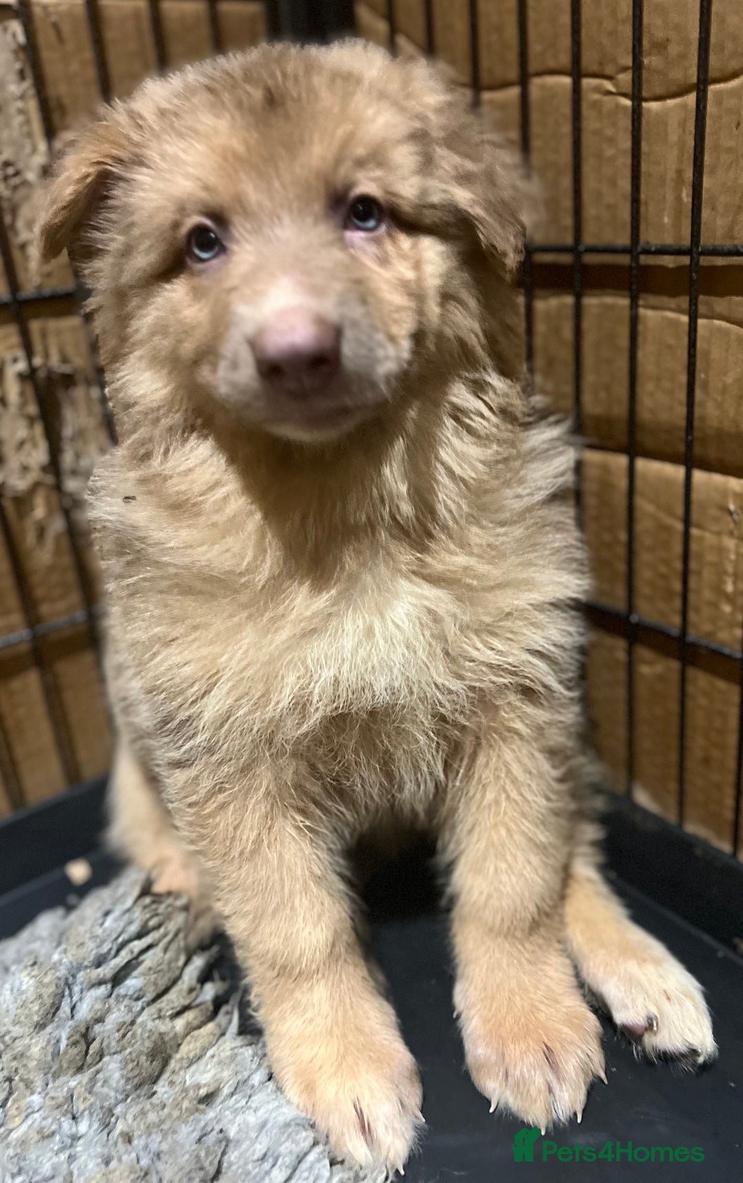 German Shepherd dogs for sale: German Shepherd Puppies Liver Isabella Blue Black  - Advert 24