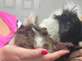 Guinea Pig rodents for sale - Advert 1