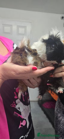 Guinea Pig rodents - Advert 1