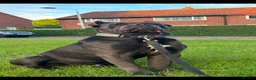 Cane Corso dogs for sale: Cane corso puppies  in Worksop - Advert 22