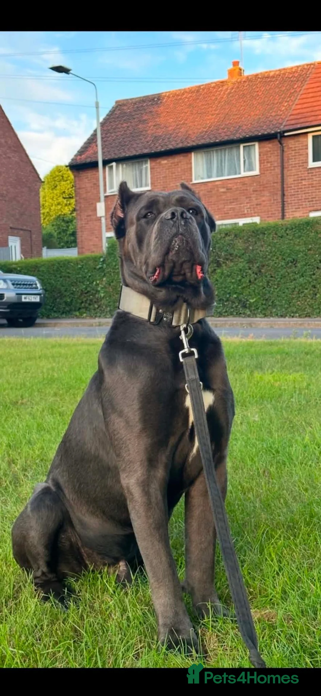 Cane Corso dogs for sale: Cane corso puppies  in Worksop - Advert 22