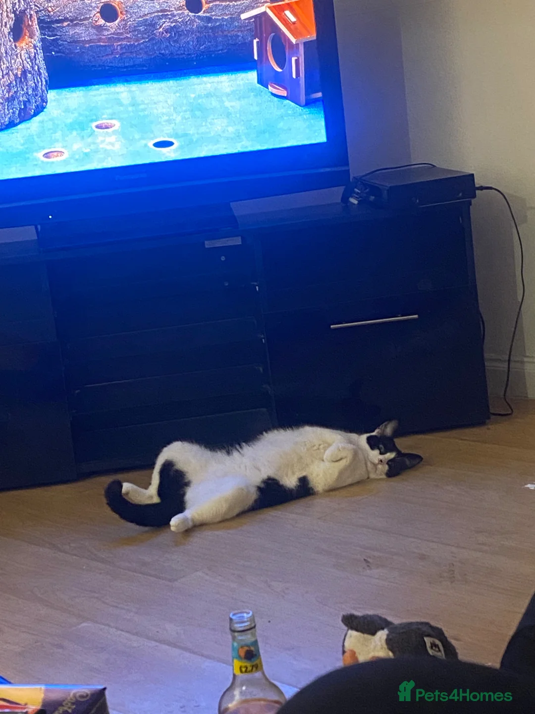 Mixed Breed cats for sale: Female cat  - Advert 4