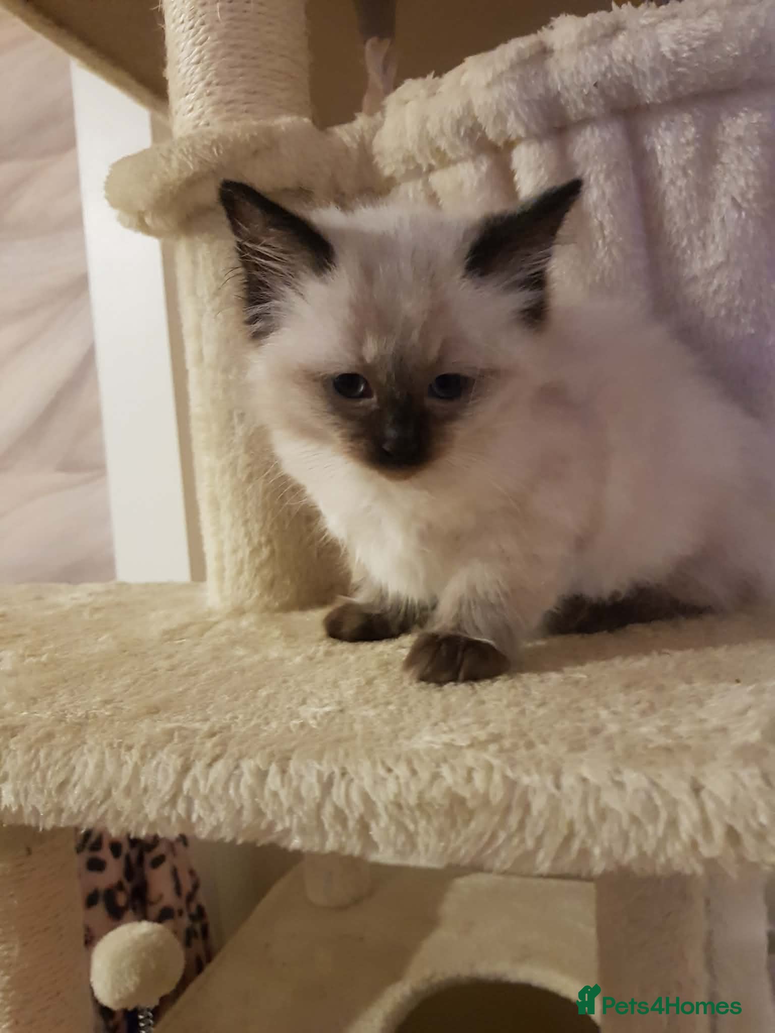 Ragdoll cats Ragdoll kittens ready now  - Advert 5