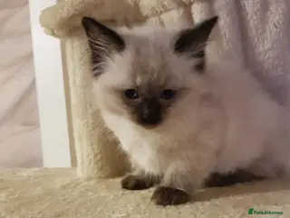 Ragdoll cats Ragdoll kittens ready now - Advert 5