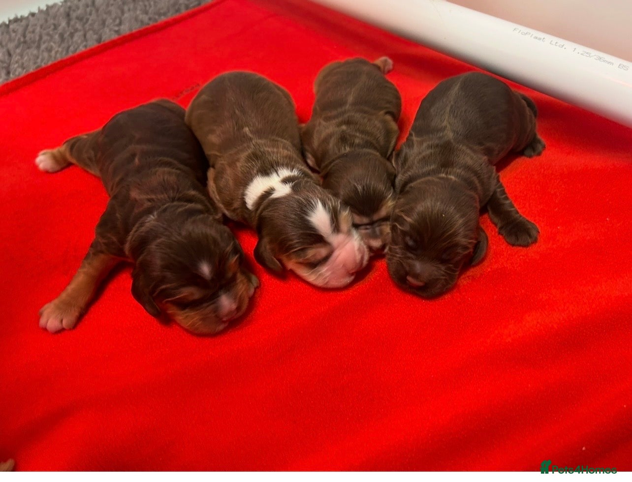 Cocker Spaniel dogs Fantastic show cocker boys dna clear  - Advert 7