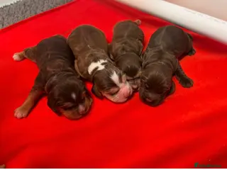 Cocker Spaniel dogs Fantastic show cocker boys dna clear - Advert 5