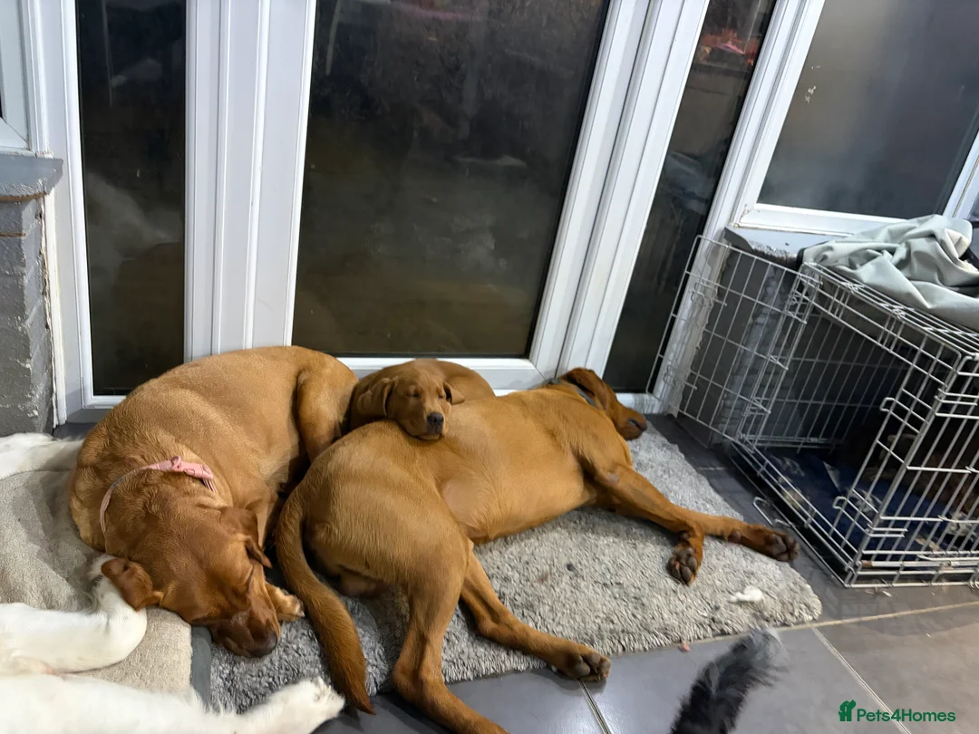 Labrador Retriever dogs for stud: FOX RED LABRADOR FOR STUD ONLY  - Advert 11