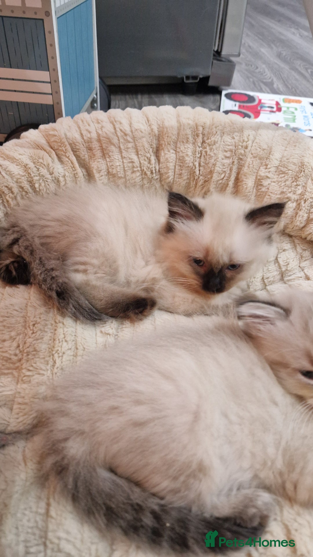 Ragdoll cats for sale: Ragdoll kittens - Advert 14