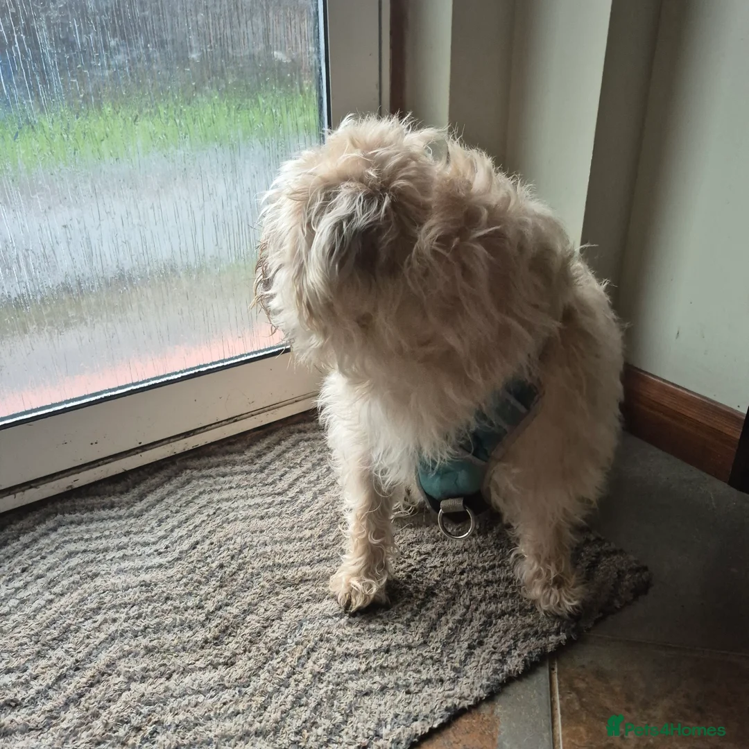 Mixed Breed dogs for sale: Oddball Pug Soulmate – Snorts, Snacks, Snuggles - Advert 3