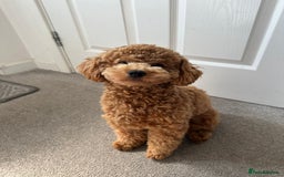 Maltipoo dogs for stud: Beautiful Maltipoo Stud Available - Image 4