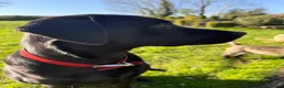 Labrador Retriever dogs for sale: KC Registered Working Labrador Puppies - Advert 2