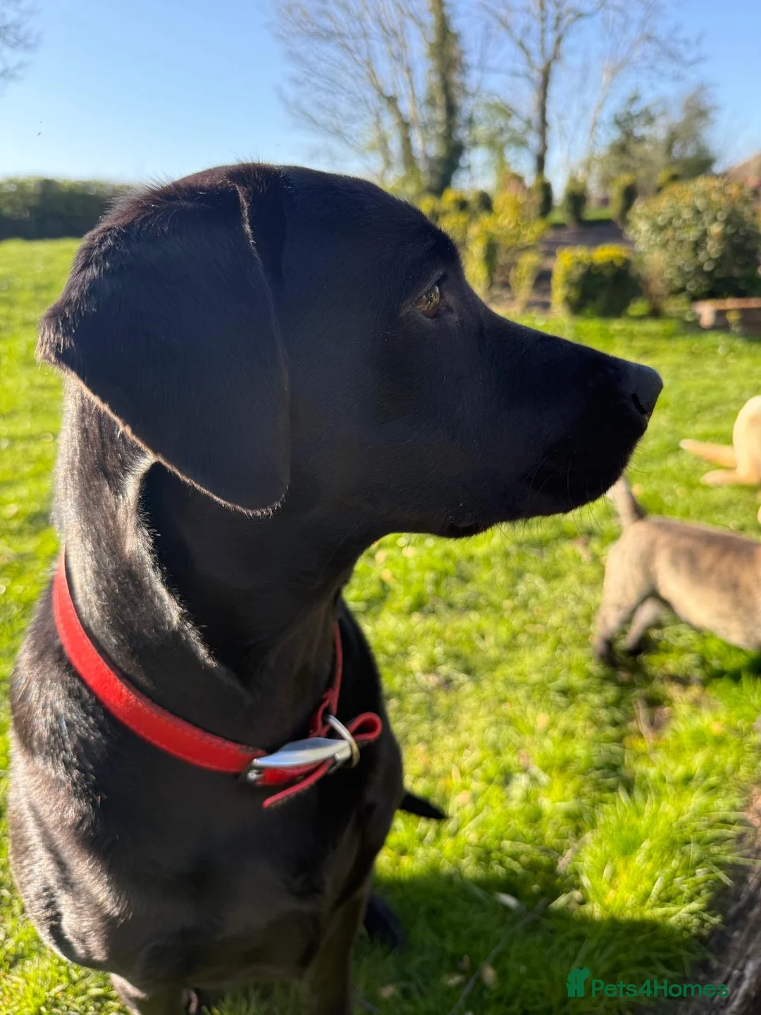 Labrador Retriever dogs for sale: KC Registered Working Labrador Puppies - Advert 2