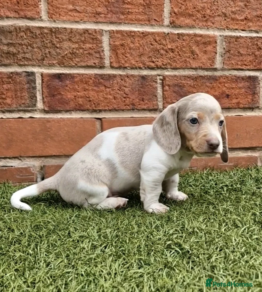 Miniature Dachshund dogs for stud: BLUE DAPPLE PIEBALD STUD CARRYING LONG HAIR CHOCO in Liverpool - Advert 33