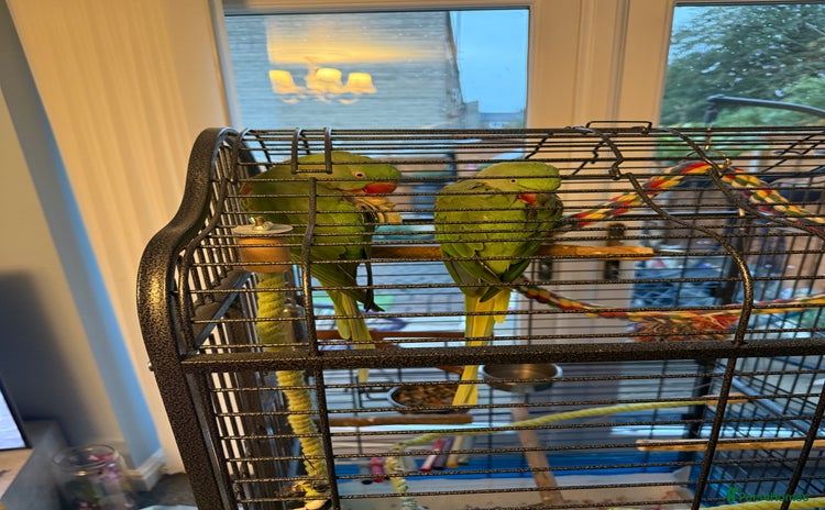 Parrots birds - Advert 1