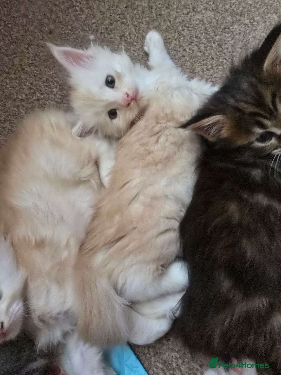Maine Coon cats for sale: Beautiful Maine Coon kittens  - Image 8