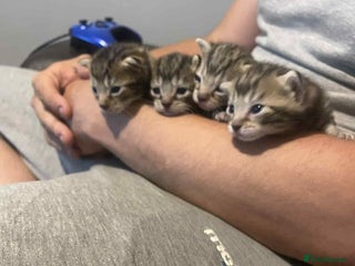 Bengal cats Bengal kittens - Advert 18