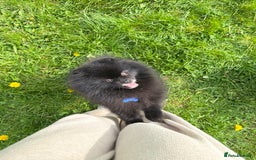 Pomeranian dogs for sale: Beautiful teddy bear( Russian). - Image 4