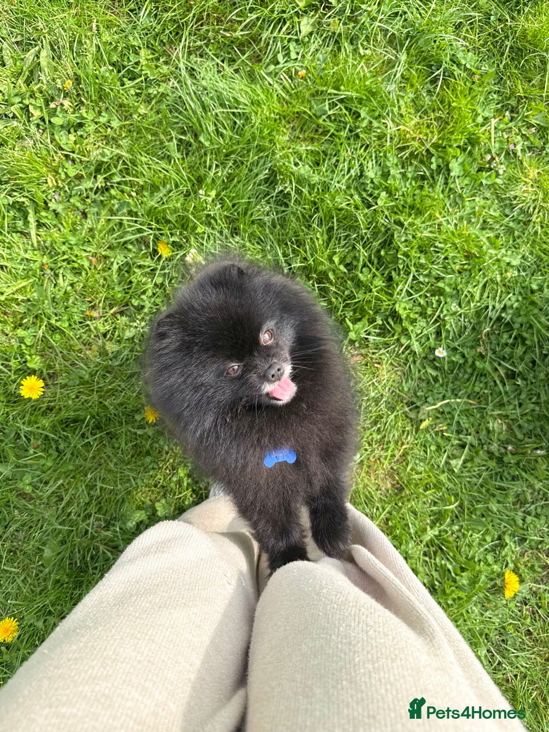 Pomeranian dogs for sale: Beautiful teddy bear( Russian). - Image 4