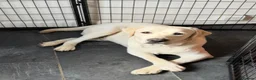 Labrador Retriever dogs for sale: Pedigree KC Male Labrador Retriever 15 Months  - Advert 5