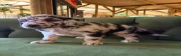 Sheepadoodle dogs for sale: Sheepadoodle Puppies Available  - Advert 23