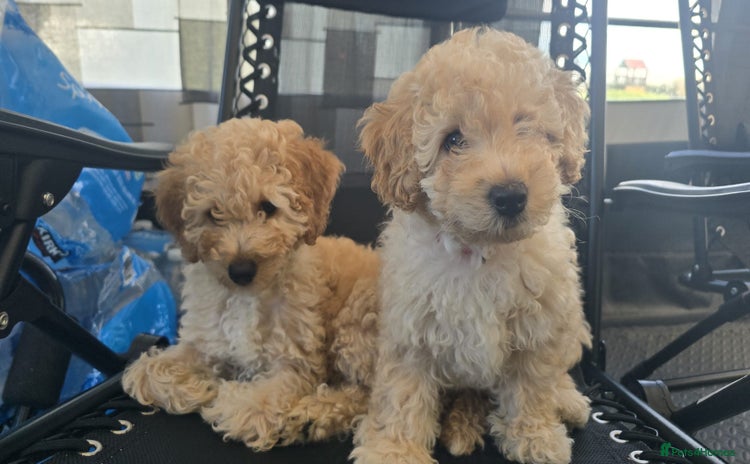 Goldendoodle dogs - Advert 6