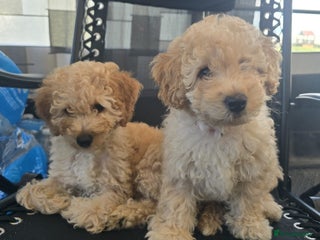 Goldendoodle dogs - Advert 3