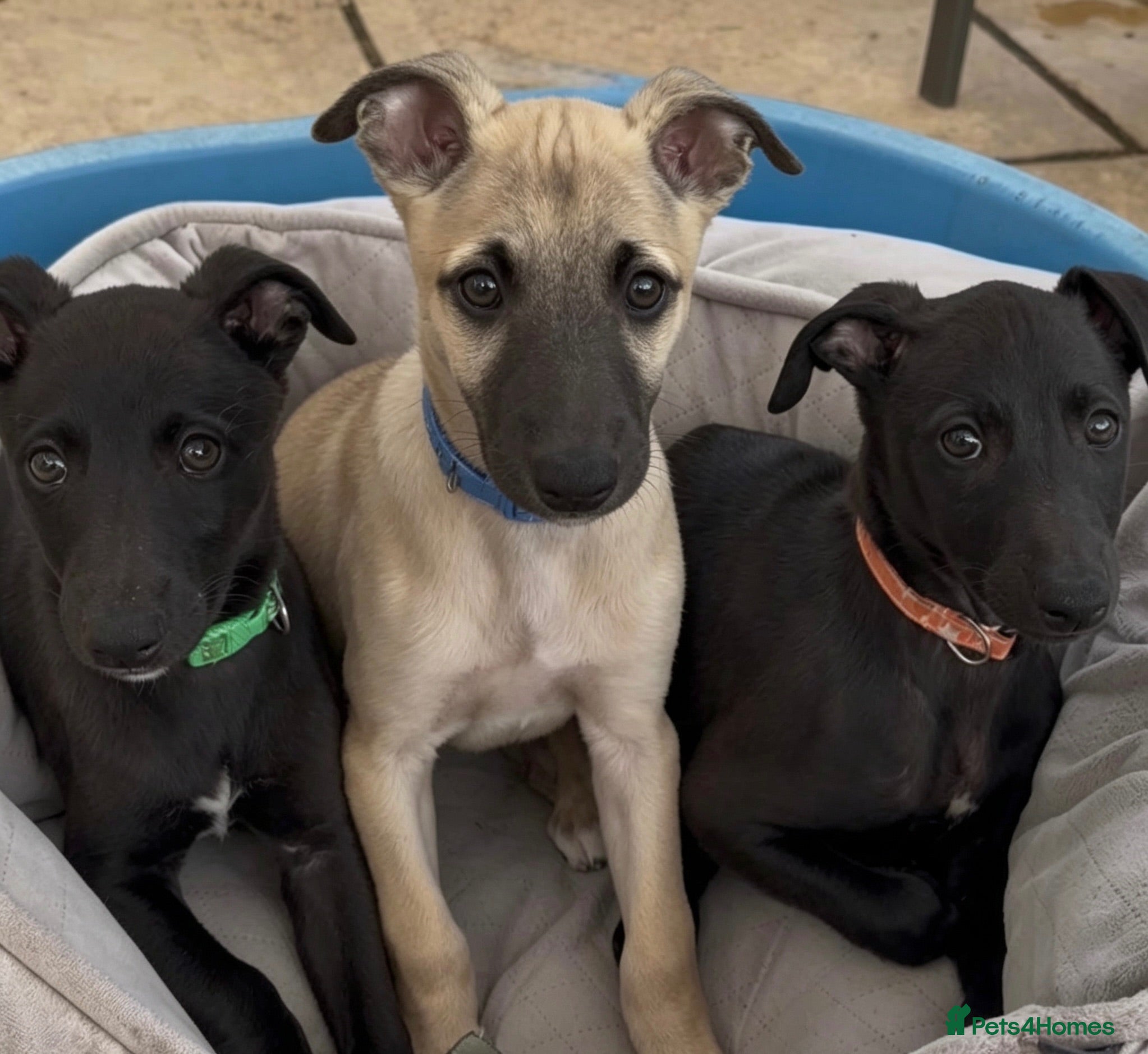 Whippet dogs Stunning KC whippet puppies  - Advert 18
