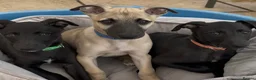Whippet dogs for sale: Stunning KC whippet girl puppy  - Advert 2