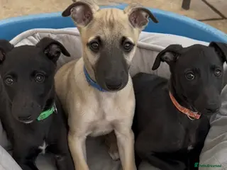 Whippet dogs Stunning KC whippet puppies - Advert 18