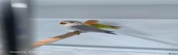 Lovebirds birds for sale: Female peach face lovebirds - Advert 4