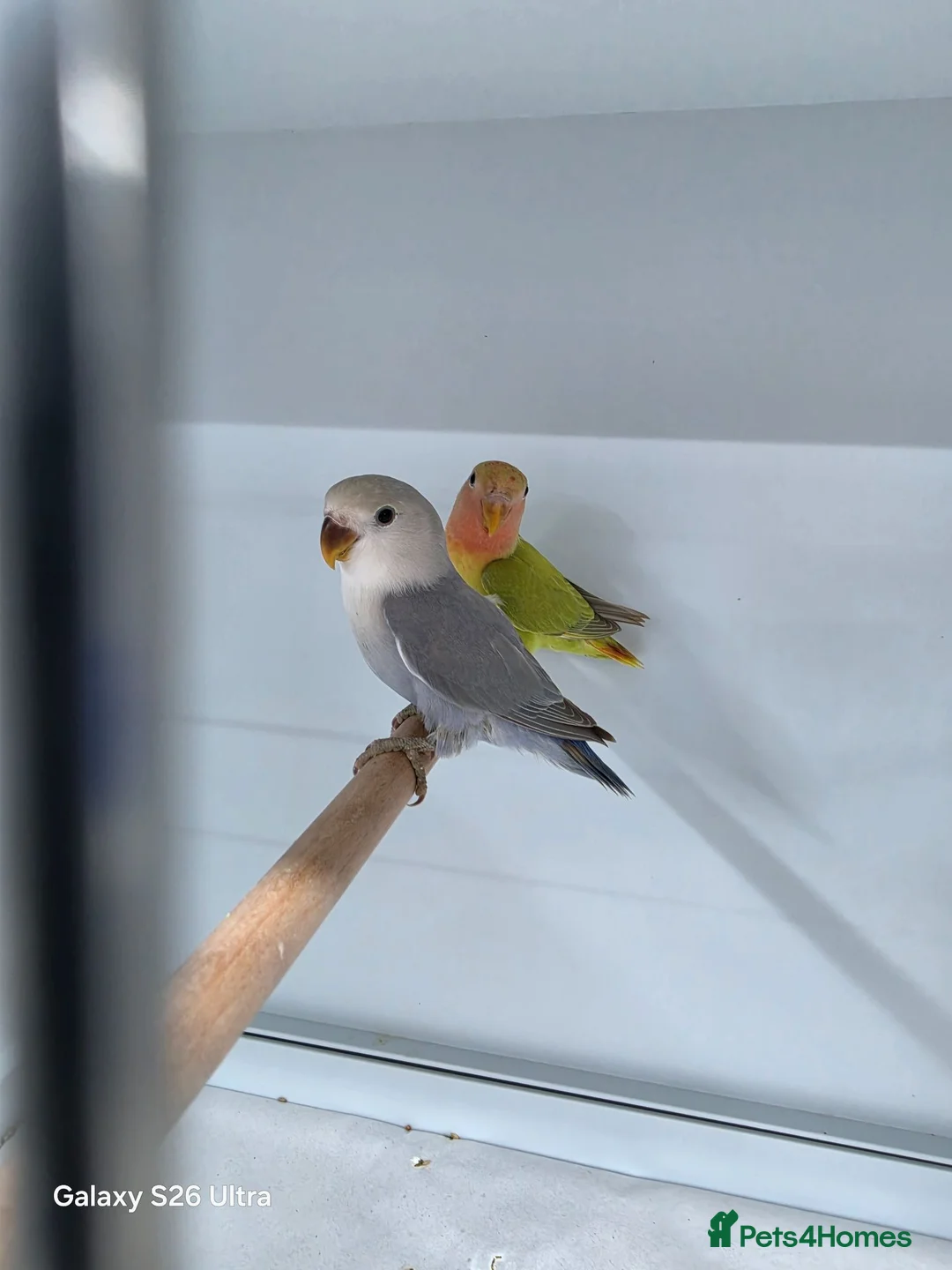 Lovebirds birds for sale: Female peach face lovebirds - Advert 4
